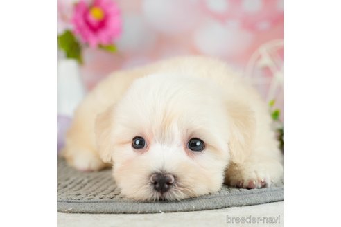 成約済の千葉県のマルプー:マルチーズ×トイプードル-306331の3枚目