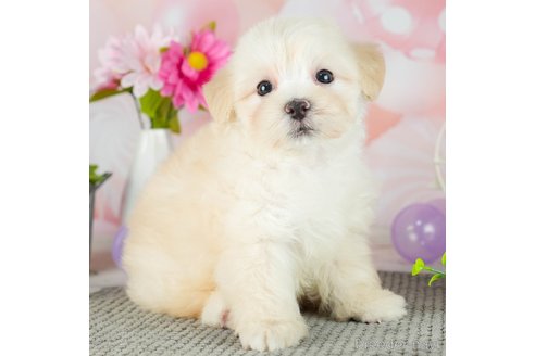 成約済の千葉県のマルプー:マルチーズ×トイプードル-306331の1枚目