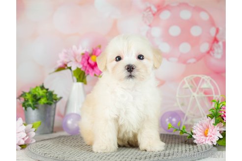 成約済の千葉県のマルプー:マルチーズ×トイプードル-306331の4枚目