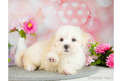 成約済の千葉県のマルプー:マルチーズ×トイプードル-306331の5枚目