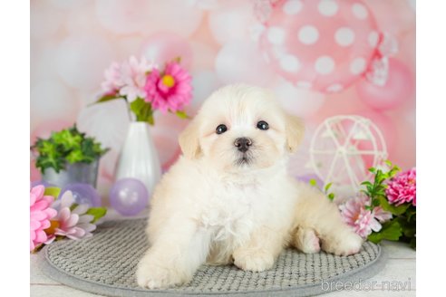 成約済の千葉県のマルプー:マルチーズ×トイプードル-306331の2枚目