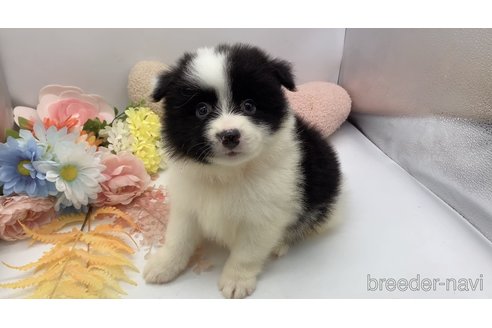 成約済の東京都のミックス犬-304006の15枚目