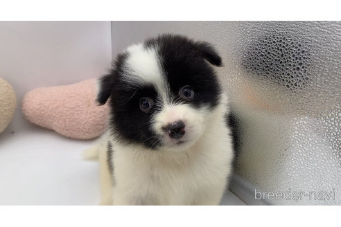 成約済の東京都のミックス犬-304006の11枚目