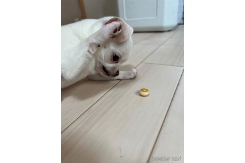 成約済の千葉県のチワワ(スムースコート)-297354の54枚目
