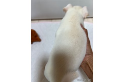 成約済の千葉県のチワワ(スムースコート)-297354の51枚目