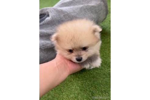 成約済の福岡県のポメラニアン-306358の3枚目