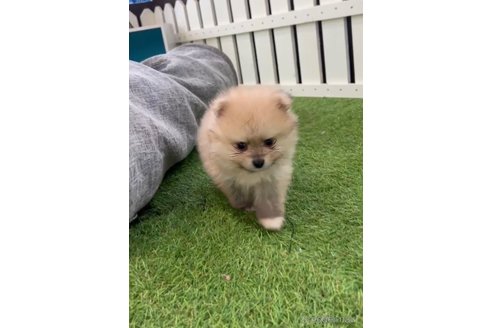 成約済の福岡県のポメラニアン-306358の4枚目