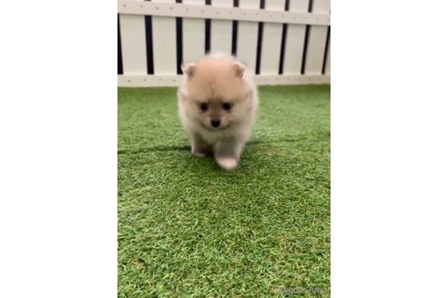 成約済の福岡県のポメラニアン-306358の2枚目