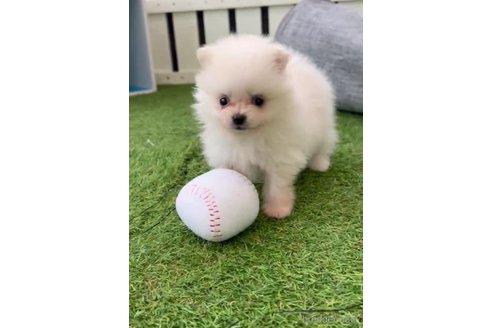 成約済の福岡県のポメラニアン-306360の4枚目