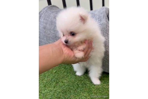成約済の福岡県のポメラニアン-306360の5枚目