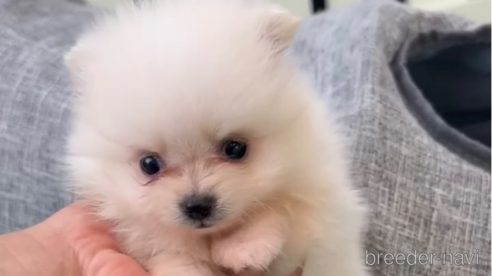 成約済の福岡県のポメラニアン-306360の1枚目