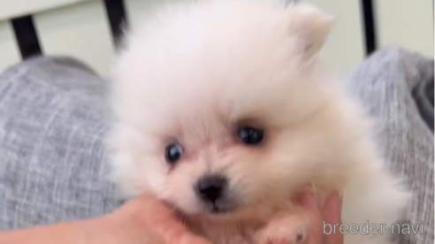 成約済の福岡県のポメラニアン-306360の3枚目