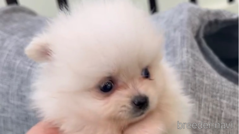 成約済の福岡県のポメラニアン-306360の2枚目