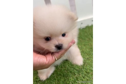 成約済の福岡県のポメラニアン-306366の3枚目