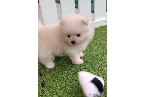 成約済の福岡県のポメラニアン-306366の4枚目