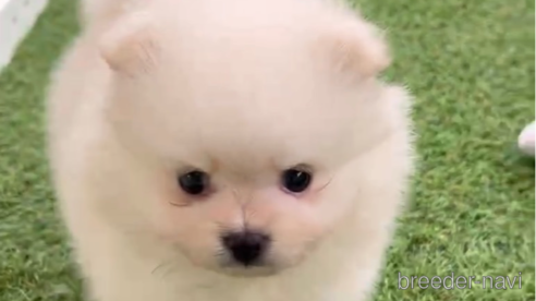 成約済の福岡県のポメラニアン-306366の2枚目