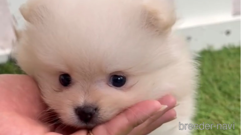 成約済の福岡県のポメラニアン-306366の1枚目