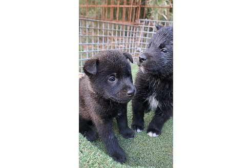 成約済の千葉県のミックス犬-305838の14枚目