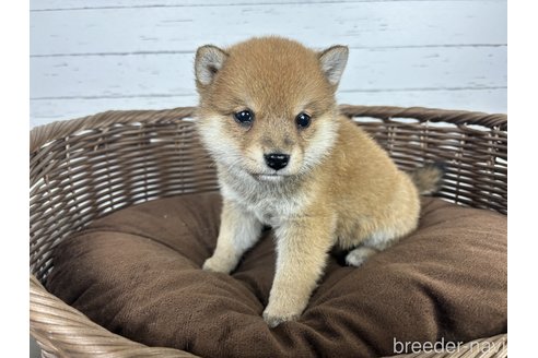 成約済の大分県の豆柴-301173の1枚目