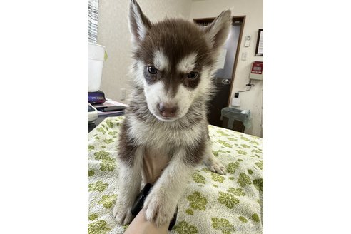 成約済の千葉県のシベリアンハスキー-306414の2枚目
