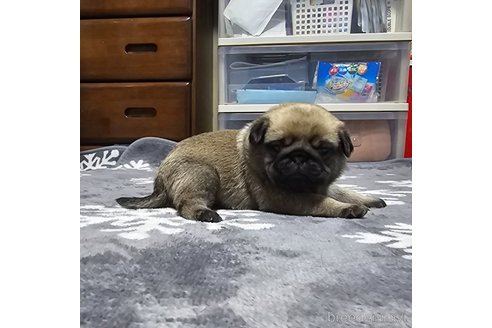 成約済の岡山県のパグ-304624の22枚目