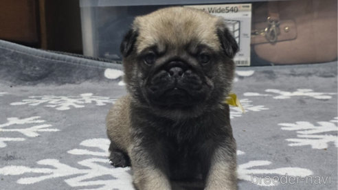 成約済の岡山県のパグ-304624の21枚目