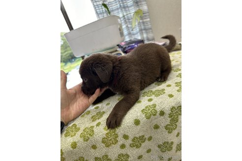 成約済の千葉県のラブラドールレトリーバー-306417の4枚目