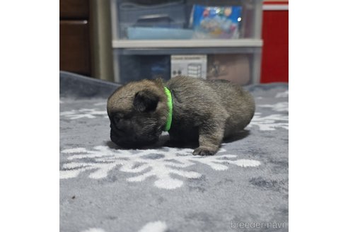 成約済の岡山県のパグ-304620の28枚目