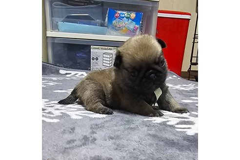 成約済の岡山県のパグ-304620の27枚目