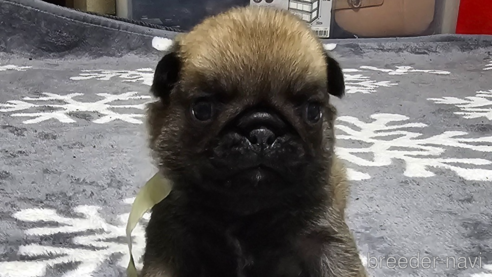 成約済の岡山県のパグ-304620の26枚目