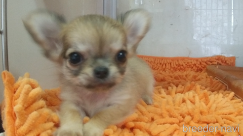 成約済の愛知県のチワワ(ロングコート)-295903