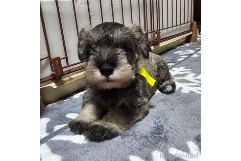 成約済の岡山県のミニチュアシュナウザー-301920の2枚目