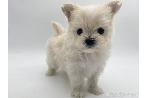 成約済の愛知県のポメマル:ポメラニアン×マルチーズ-304333の4枚目