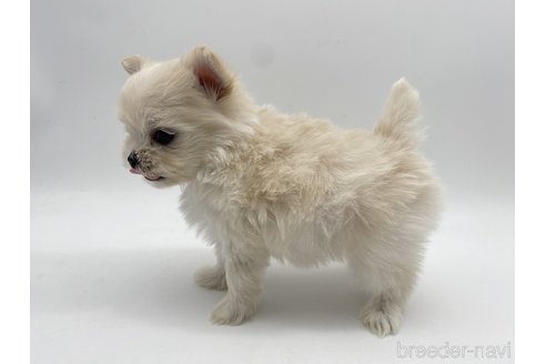 成約済の愛知県のポメマル:ポメラニアン×マルチーズ-304333の3枚目