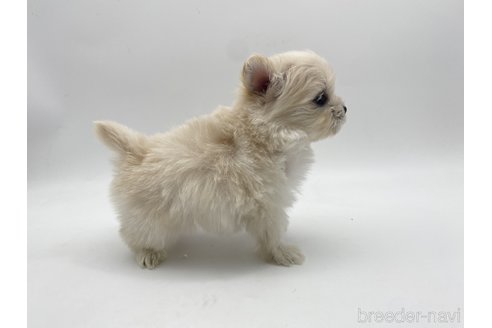 成約済の愛知県のポメマル:ポメラニアン×マルチーズ-304333の2枚目