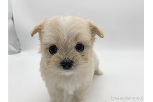 成約済の愛知県のポメマル:ポメラニアン×マルチーズ-304331の1枚目