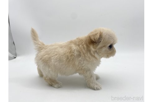 成約済の愛知県のポメマル:ポメラニアン×マルチーズ-304331の2枚目