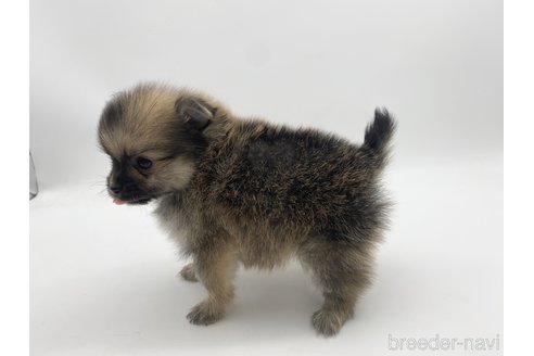 成約済の愛知県のポメチワ:ポメラニアン×チワワ-306427の4枚目