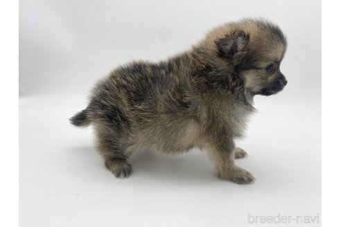 成約済の愛知県のポメチワ:ポメラニアン×チワワ-306427の3枚目