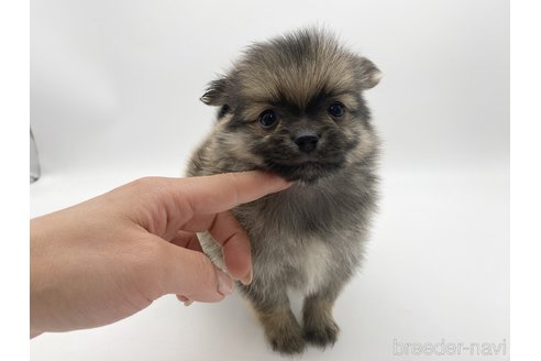 成約済の愛知県のポメチワ:ポメラニアン×チワワ-306427の2枚目