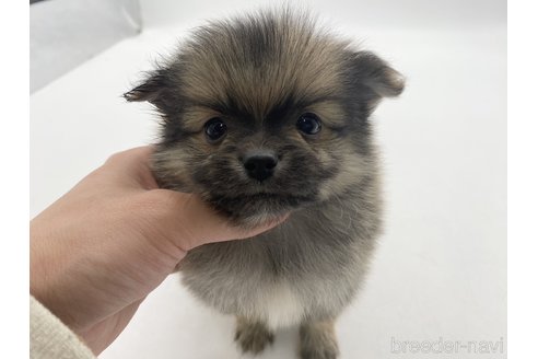 成約済の愛知県のポメチワ:ポメラニアン×チワワ-306427の1枚目