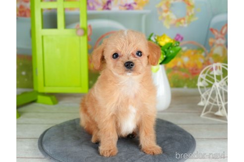 成約済の千葉県のチワプー:チワワ×トイプードル-306428の2枚目