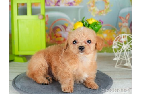 成約済の千葉県のチワプー:チワワ×トイプードル-306428の3枚目