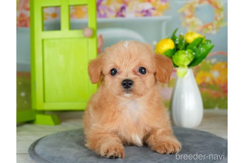 成約済の千葉県のチワプー:チワワ×トイプードル-306428の4枚目