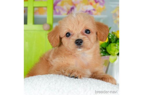 成約済の千葉県のチワプー:チワワ×トイプードル-306428の1枚目