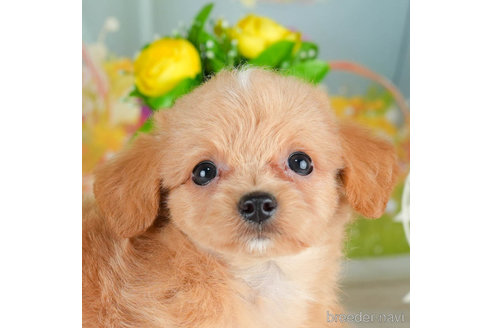 成約済の千葉県のチワプー:チワワ×トイプードル-306428の5枚目