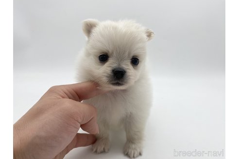 成約済の愛知県のポメチワ:ポメラニアン×チワワ-306429の5枚目