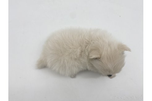 成約済の愛知県のポメチワ:ポメラニアン×チワワ-306429の3枚目