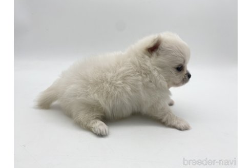 成約済の愛知県のポメチワ:ポメラニアン×チワワ-306429の2枚目