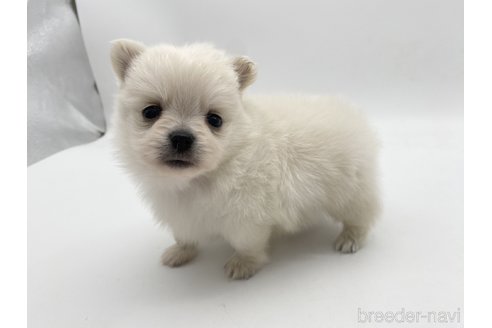 成約済の愛知県のポメチワ:ポメラニアン×チワワ-306429の1枚目